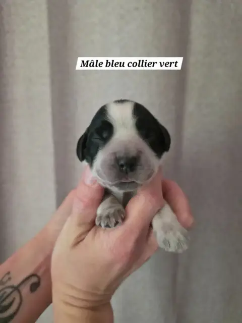 Cocker Spaniel Anglais  Collier Vert Du Domaine De L' 57794
