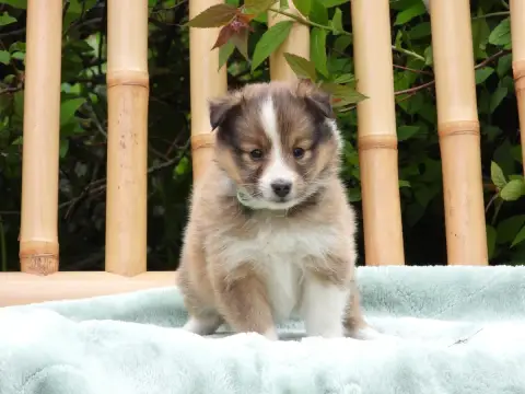 Shetland Sheepdog  Chiot N°1 Du Sapin Vert photo 3