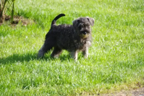 Schnauzer Miniature  Beethoven A L'Ouest Des Prés De  36b04