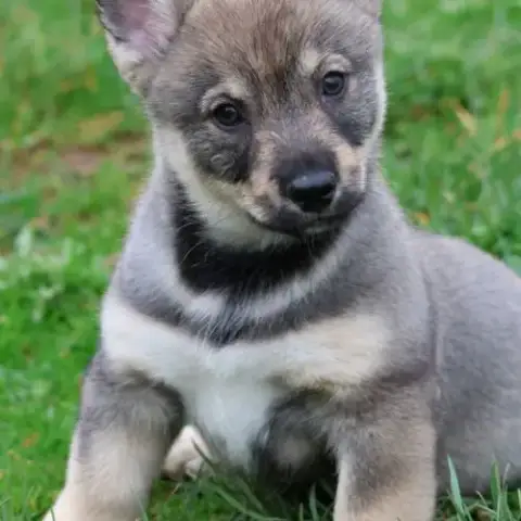 Magnifiques Chiots Spitz De Visigoths
