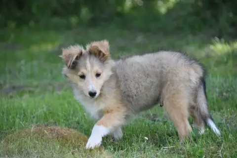 Shetland Sheepdog  Chiot N°6 De La Terre De Neaure