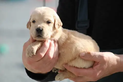 Golden Retriever  Chiot N°5 Des Romarins De Mayerling b6241