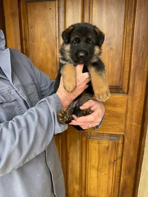 Berger Allemand  Chiot N°5 Des Sentiers Des Alpilles b75e0