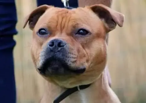 Staffordshire Bull Terrier  Chiot N°3 Unguibus Et Ros 8178a photo 2