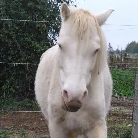 Ponette Creme Type Welsh