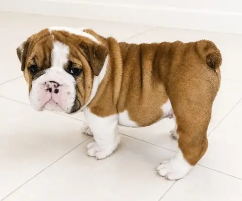 Bulldog Anglais  Brutus Des Sweety Bullyz