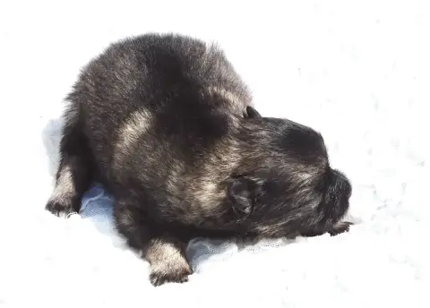 Spitz Allemand  Chiot photo 3