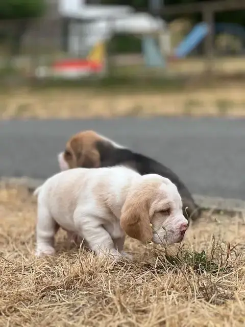 Beagle 
                        Lemon Du Domaine De L ee97a