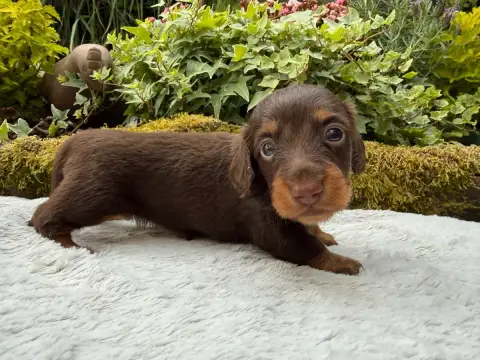 Teckel Poil Long  Chiot N°2 De La Cour Des Iles photo 3