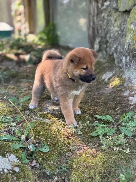 Shiba  Collier Jaune - photo 3