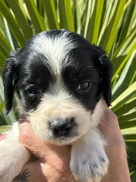 English Springer Spaniel  Chiot N°1 De Torlhak