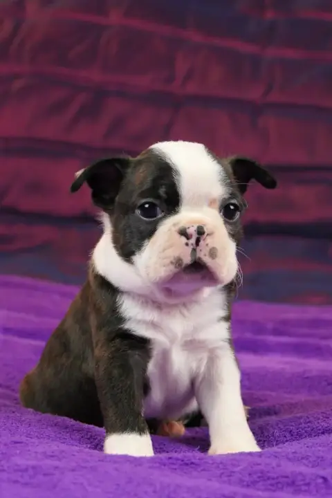Boston Terrier  Chiot 4