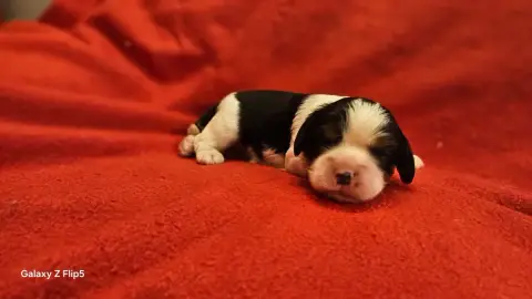 Cavalier King Charles Spaniel  Chiot N°6 Du Bois De M fbea6 photo 2