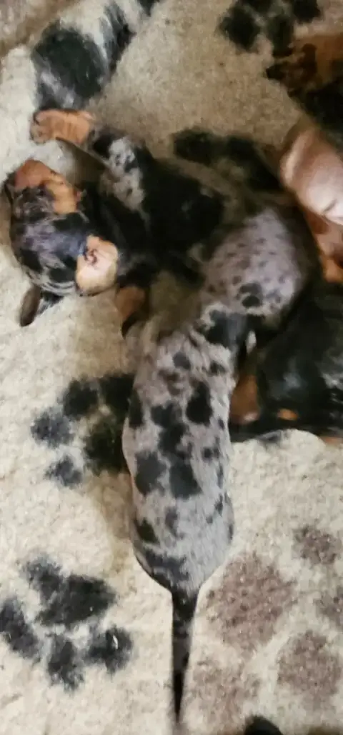Teckel Poil Ras  Chiot Standard Arlequin Des Amours D 8d039
