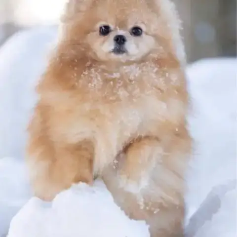 Spitz Nain Poméranien Lof Type Ourson