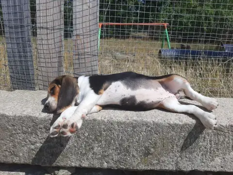 Beagle  Aïti Du Domaine Des Pattes Dorées photo 3