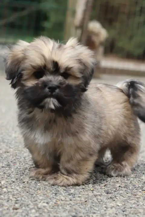 Lhassa Apso  Belo Der Lenn photo 2