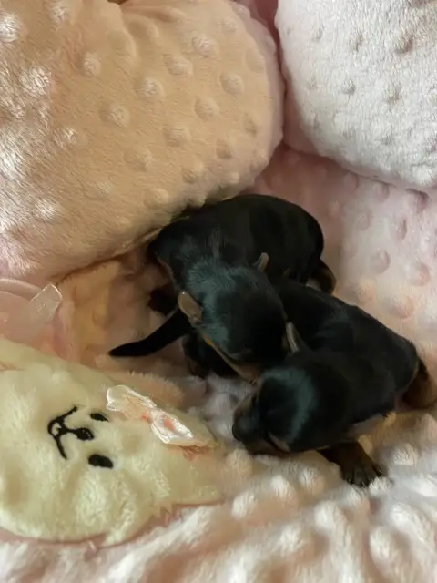 Yorkshire Terrier  Chiot 1 Des Minis Bouts photo 3