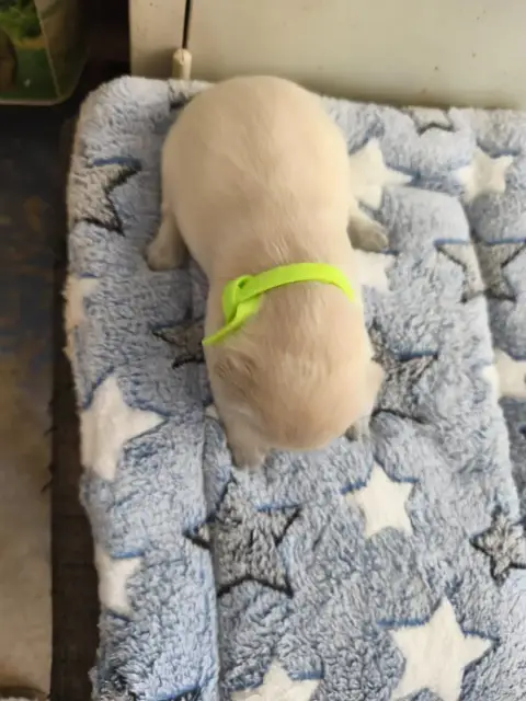 Golden Retriever 
                        Collier Flu 9adc4