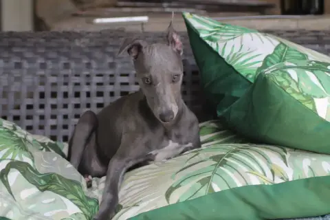 Whippet  Sirius Du Frison Impérial
