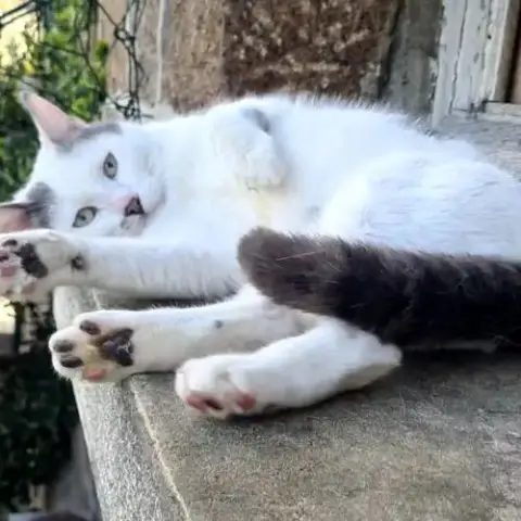 Jeune Chat Avec Du Caractère