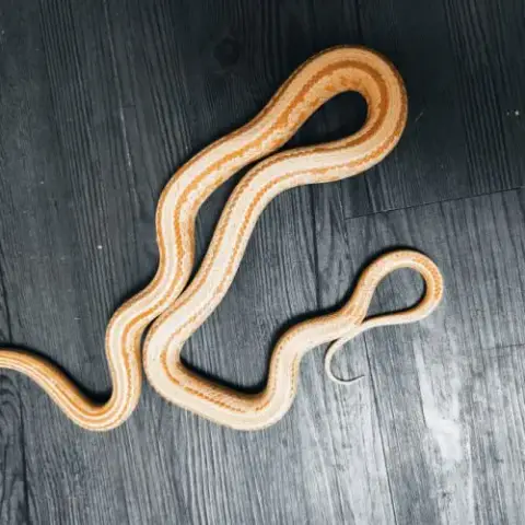 Pantherophis Guttatus Amela Abbott Tessera