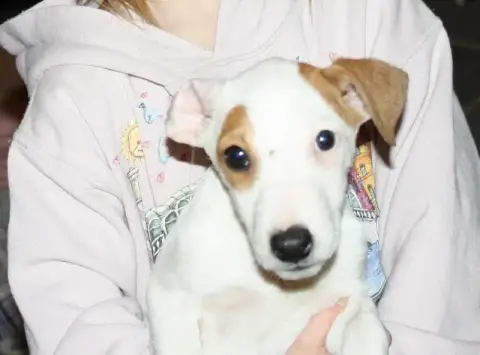 Jack Russell Terrier  Boston Des Berges Du Brevon photo 2