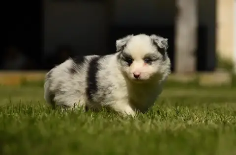 Border Collie  Chiot N°2 Des Collines De Sagne photo 2