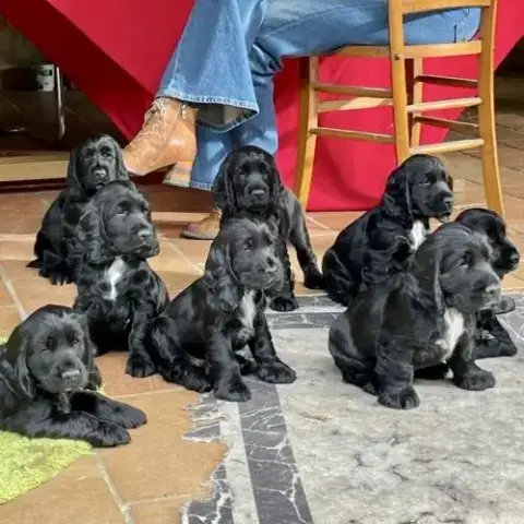 Chiot Cocker Spaniel Anglais Né Le 17/05/25
