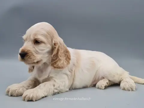 Cocker Spaniel Anglais  Basil Du Mont De La Chenaie 4c69e photo 3