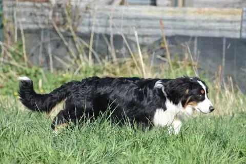 Berger Australien  Aslan De La Folle Emprise photo 3