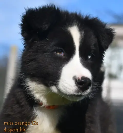 Laika De Iakoutie  Chiot 6 Des Legendes De Retz photo 3