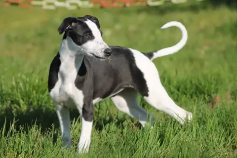 Whippet  Blackly Du Frison Impérial