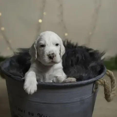 Adopter Chiots Mâles Setter Anglais Lof