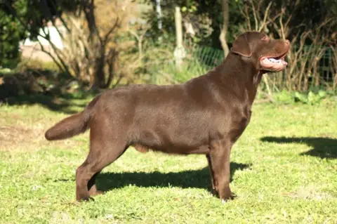 Labrador Retriever  Collier Turquoise(Chocolat) Des T c5737 photo 2