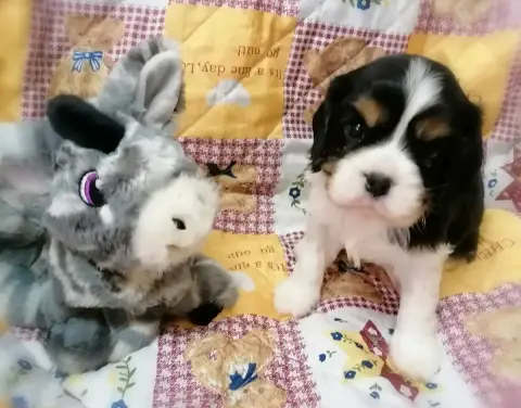 Cavalier King Charles Spaniel  Chiot N°1 D'Ez Mortes  c70d2