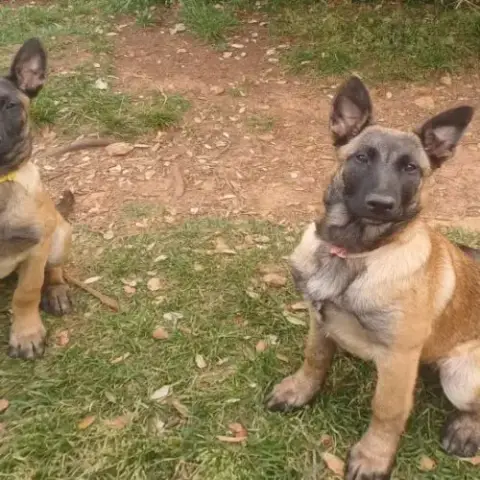 Chiots Malinoises Lof