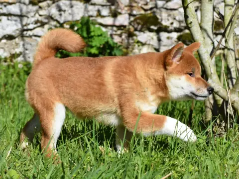 Shiba photo 3