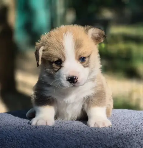 Welsh Corgi Pembroke  Chiot N°2 Des Famonadyns