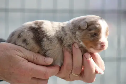 Berger Américain Miniature  Chiot 3 Des Romarins De M fb14d photo 3