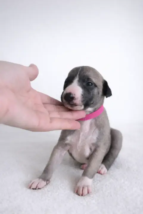 Whippet  Be My Destiny Des Rives De Riss
