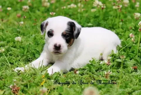 Parson Russell Terrier  Bugatti Du Bois De Morchène af76e photo 2