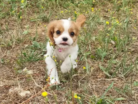 Cavalier King Charles Spaniel  B... Du Petit Brilloua 79c61