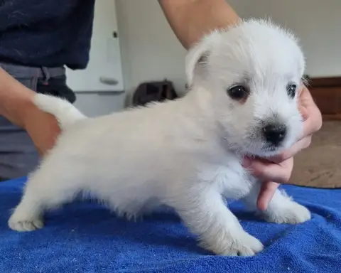 West Highland White Terrier  Chiot N°1 Des Hirondelle df91b