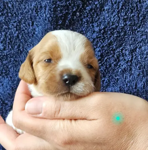 Epagneul Breton  Chiot N°3 Des Terres De Flore