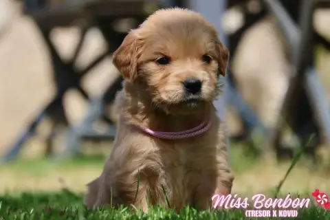 Golden Retriever  Miss Bonbon De La Vallée Des Golden 565d6 photo 3