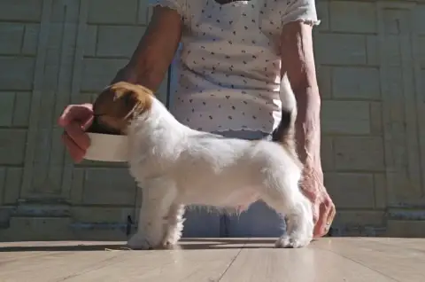 Jack Russell Terrier  Baloubet Des Gerveilles photo 3