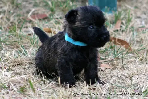 Cairn Terrier photo 2