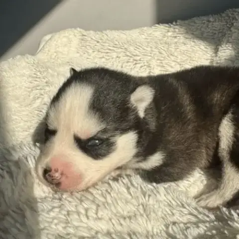 Chiot Pomsky À Réserver Pour Début Mai