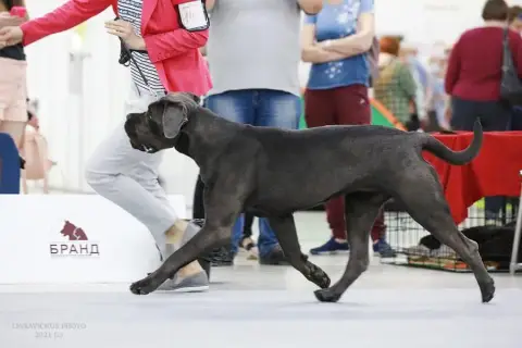 Cane Corso  Chiot N°4 From Russians Traditions photo 3